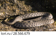 Водяной уж на побережье Каспийского моря. Dice snake on the coast of the Caspian sea. Стоковое видео, видеограф Евгений Романов / Фотобанк Лори