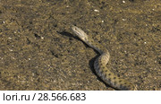 Водяной уж на побережье Каспийского моря. Dice snake on the coast of the Caspian sea. Стоковое видео, видеограф Евгений Романов / Фотобанк Лори