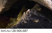 Водяной уж на побережье Каспийского моря. Dice snake on the coast of the Caspian sea. Стоковое видео, видеограф Евгений Романов / Фотобанк Лори