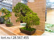 Бонсай - сосна мелкоцветковая, или белая японская сосна (Pinus parviflora). Возраст - около 100 лет. Выставка японских бонсай в Аптекарском Огороде, Москва, ноябрь 2017. Редакционное фото, фотограф Сергей Рыбин / Фотобанк Лори