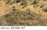 Степная агама в естественной среде обитания. Steppe Agama in habitat. Стоковое видео, видеограф Евгений Романов / Фотобанк Лори