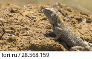 Степная агама в естественной среде обитания. Steppe Agama in habitat. Стоковое видео, видеограф Евгений Романов / Фотобанк Лори