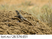 Степная агама в естественной среде обитания. Steppe Agama in habitat. Стоковое фото, фотограф Евгений Романов / Фотобанк Лори