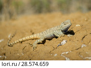 Степная агама в естественной среде обитания. Steppe Agama in habitat. Стоковое фото, фотограф Евгений Романов / Фотобанк Лори