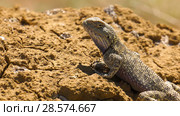 Степная агама в естественной среде обитания. Steppe Agama in habitat. Стоковое фото, фотограф Евгений Романов / Фотобанк Лори