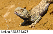 Степная агама в естественной среде обитания. Steppe Agama in habitat. Стоковое фото, фотограф Евгений Романов / Фотобанк Лори
