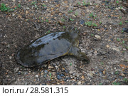 Дальневосточная черепаха или Китайский трионикс.  (Pelodiscus / Trionyx sinensis) Стоковое фото, фотограф syngach / Фотобанк Лори