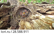 Конёк лесной (Anthus trivialis) - самка на гнезде. Tree pipit (Anthus trivialis) - female at the nest. Стоковое видео, видеограф Евгений Романов / Фотобанк Лори
