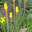 Книфофия (Kniphofia) или тритома "Candle Light" Стоковое фото, фотограф Ирина Водяник / Фотобанк Лори