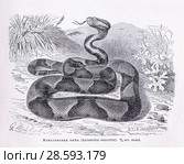 Мокасиновая змея (Ancistrodon contortrix) - рисунок  из книги А. Брэма "Жизнь животных" 1896 г. Стоковая иллюстрация, иллюстратор Вера Смолянинова / Фотобанк Лори