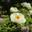 Пион межвидовой гибрид Лемон Шиффон. Herbaceous Peonies 'Lemon Chiffon' in flower. Стоковое фото, фотограф Ольга Сейфутдинова / Фотобанк Лори