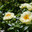Пион межвидовой гибрид Лемон Шиффон. Herbaceous Peonies 'Lemon Chiffon' in flower. Стоковое фото, фотограф Ольга Сейфутдинова / Фотобанк Лори