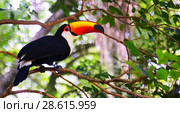 Toco toucan. Стоковое фото, фотограф Яков Филимонов / Фотобанк Лори