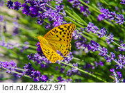Бабочка Перламутровка Пандора (лат. Argynnis pandora) на цветке лаванды. Стоковое фото, фотограф Natalia Sidorova / Фотобанк Лори