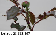 Тля на розе. Aphids on rose branch. Стоковое видео, видеограф Ольга Сейфутдинова / Фотобанк Лори