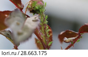 Тля на розе. Aphids on rose branch. Стоковое видео, видеограф Ольга Сейфутдинова / Фотобанк Лори
