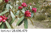 Rhododendron flower near Annapurna, Nepal. Стоковое видео, видеограф Dzmitry Astapkovich / Фотобанк Лори