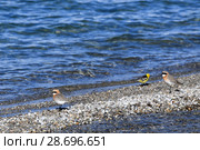 Монгольские зуйки (лат. Charadrius mongolus) и горная трясогузка (лат. Motacilla cinerea) (2018 год). Стоковое фото, фотограф Овчинникова Ирина / Фотобанк Лори