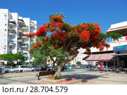 Delonix Royal flowering tree on the street in Ashdod, Israel, the Middle East (2018 год). Редакционное фото, фотограф Наталья Волкова / Фотобанк Лори