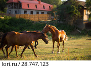 Табун лошадей в поле. Стоковое фото, фотограф Марина Володько / Фотобанк Лори