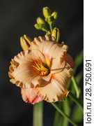 Salmon pink daylily hemerocallis closeup. Стоковое фото, фотограф Юлия Бабкина / Фотобанк Лори