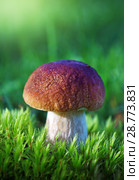 Mushrooms in summer forest. Стоковое фото, фотограф ElenArt / Фотобанк Лори