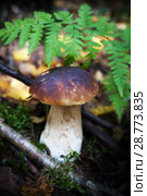 Mushrooms in summer forest. Стоковое фото, фотограф ElenArt / Фотобанк Лори