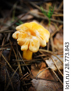 Mushrooms in summer forest. Стоковое фото, фотограф ElenArt / Фотобанк Лори