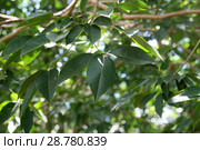 Гевея, ветви и зеленые листья. Гевея бразильская (Hevea brasiliensis) Стоковое фото, фотограф Щеголева Ольга / Фотобанк Лори