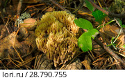 Fungus Ramaria. Грибы рогатики. Стоковое фото, фотограф Евгений Романов / Фотобанк Лори