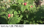 Raspberries ripen on bush in the garden stock footage video. Стоковое видео, видеограф Юлия Машкова / Фотобанк Лори