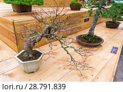 Бонсай - клен дланевидный (Acer palmatum). Возраст - около 70 лет. Выставка японских бонсай в Аптекарском огороде, Москва, ноябрь 2017. Редакционное фото, фотограф Сергей Рыбин / Фотобанк Лори