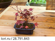 Бонсай - клен дланевидный (Acer palmatum). Возраст - около 15 лет. Выставка японских бонсай в Аптекарском огороде, Москва, ноябрь 2017. Редакционное фото, фотограф Сергей Рыбин / Фотобанк Лори