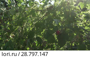 Raspberries ripen on bush in the garden stock footage video. Стоковое видео, видеограф Юлия Машкова / Фотобанк Лори