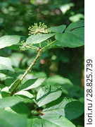 Элеутерококк колючий или Чёртов куст (Eleutherocccus senticsus) Стоковое фото, фотограф syngach / Фотобанк Лори