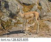 Persian gazelle (Gazella subgutturosa subgutturosa). Baby. Стоковое фото, фотограф Валерия Попова / Фотобанк Лори