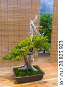 Бонсай - можжевельник китайский (Juniperus chinensis). Возраст - около 100 лет. Выставка японских бонсай в Аптекарском огороде, Москва, ноябрь 2017. Редакционное фото, фотограф Сергей Рыбин / Фотобанк Лори