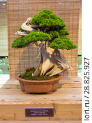 Бонсай - можжевельник китайский (Juniperus chinensis). Возраст около 150 лет. Выставка японских бонсай в Аптекарском огороде, Москва, ноябрь 2017. Редакционное фото, фотограф Сергей Рыбин / Фотобанк Лори