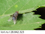 Представитель семейства настоящих мух (лат. Muscidae) на зеленом листе. Стоковое фото, фотограф Наталья Гармашева / Фотобанк Лори