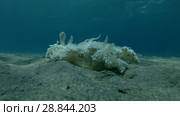 Upside Down Jellyfish Cassiopea andromeda is sitting on sandy bottom (Underwater shot, 4K / 60fps) Стоковое видео, видеограф Некрасов Андрей / Фотобанк Лори