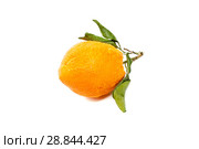 Orang fruit isolate. Стоковое фото, фотограф Игорь Бородин / Фотобанк Лори