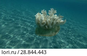 Upside Down Jellyfish Cassiopea andromeda swim over sandy bottom (Underwater shot, 4K / 60fps) Стоковое видео, видеограф Некрасов Андрей / Фотобанк Лори