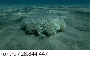 Upside Down Jellyfish Cassiopea andromeda is sitting on sandy bottom (Underwater shot, 4K / 60fps) Стоковое видео, видеограф Некрасов Андрей / Фотобанк Лори