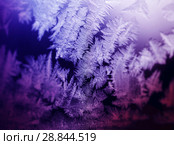 Frosty pattern on winter window. Стоковое фото, фотограф ElenArt / Фотобанк Лори