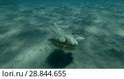 Upside Down Jellyfish Cassiopea andromeda sits down on sandy bottom (Underwater shot, High-angle shot, 4K / 60fps) Стоковое видео, видеограф Некрасов Андрей / Фотобанк Лори