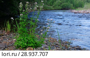 Река Коярд (приток реки Ус) у парка Ергаки в Саянах / Cardamine flowers on the bank of Sayans river (2018 год). Редакционное видео, видеограф Сергей Пристяжнюк (Serg Zastavkin) / Фотобанк Лори