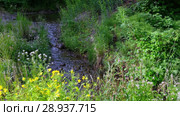 Чистотел у ручья, парк Ергаки в Саянах / Chelidonium majus flowers on the bank of Oresh brook (2018 год). Редакционное видео, видеограф Сергей Пристяжнюк (Serg Zastavkin) / Фотобанк Лори