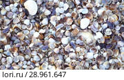 Close up lots of different mixed colorful seashells as background. Various corals, marine mollusk and scallop shells. Sea vacation travel and beach holiday tourism concept. Стоковое видео, видеограф Happy Letters / Фотобанк Лори