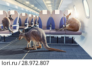 kangaroo in the airplane cabin interior. Стоковое фото, фотограф Виктор Застольский / Фотобанк Лори