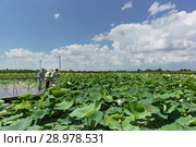 Туристы на смотровой площадке над цветущими лотосами (лат. Nelumbo nucifera) на озере рядом с поселком Белозерный под Краснодаром (2018 год). Редакционное фото, фотограф Наталья Гармашева / Фотобанк Лори